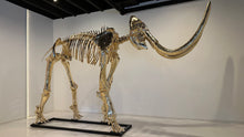 Load image into Gallery viewer, "Genus Mammuthus"