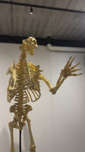 Load and play video in Gallery viewer, "Short-Faced Bear"