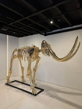 Load image into Gallery viewer, GENUS MAMMUTHUS
